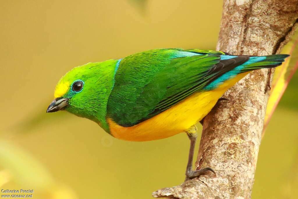 Blue-naped Chlorophonia male adult, Behaviour