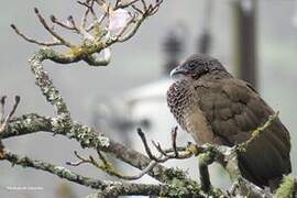 Colombian Chachalaca