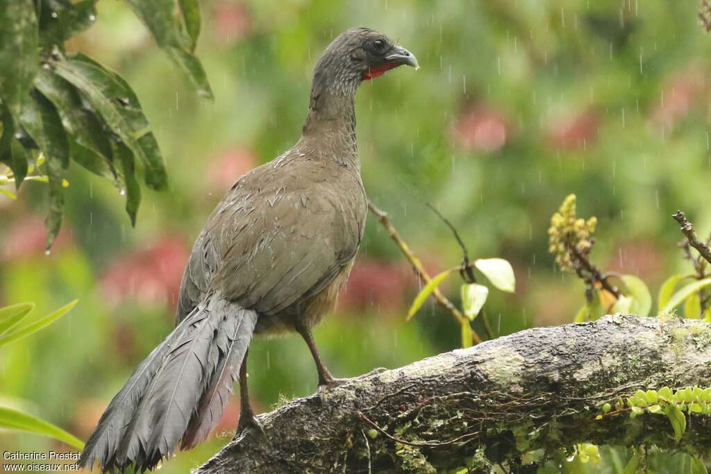 Colombian Chachalacaadult, habitat, pigmentation