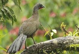 Colombian Chachalaca