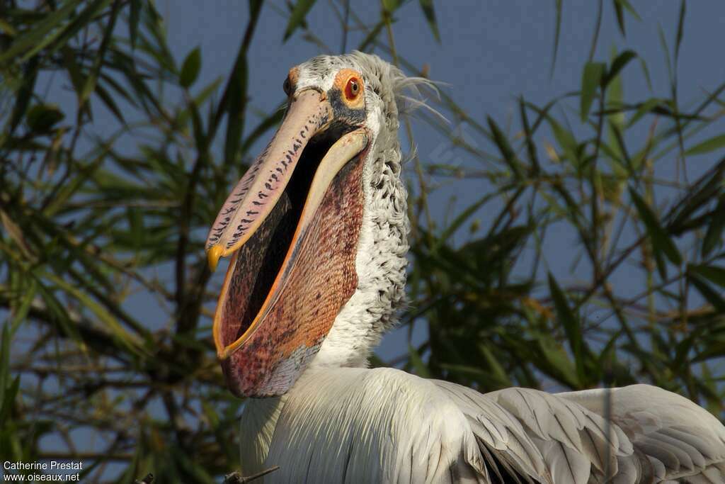 Spot-billed Pelicanadult, close-up portrait, aspect