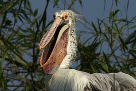 Spot-billed Pelican