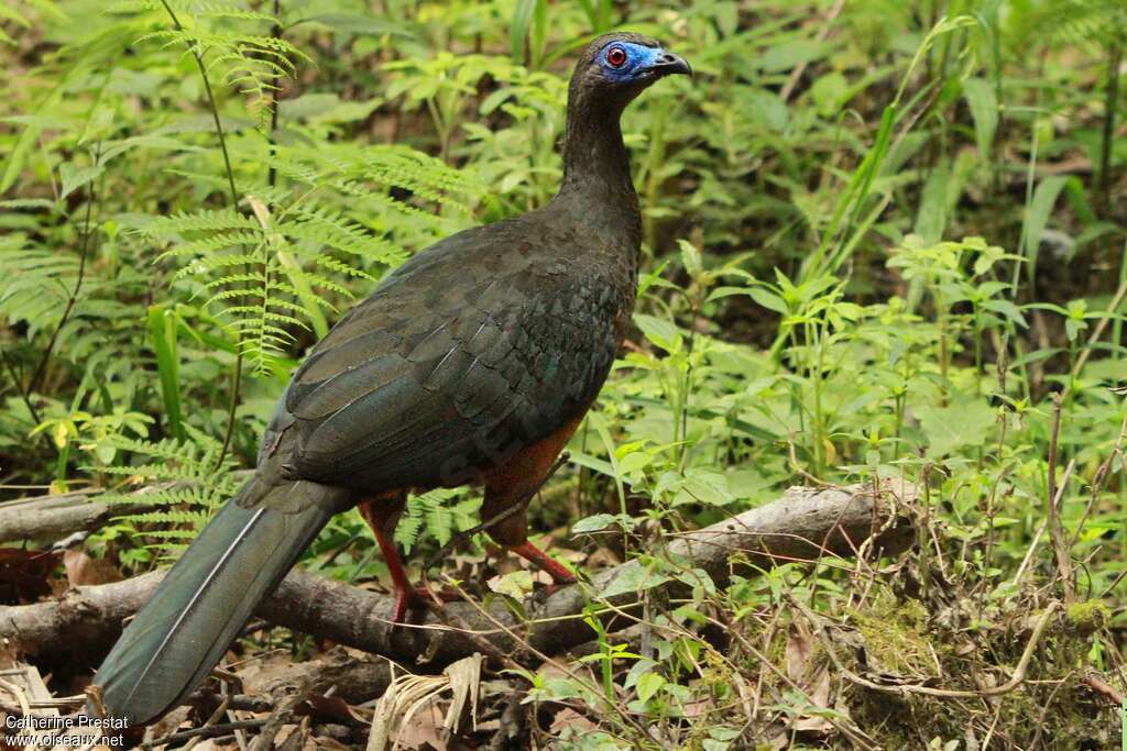 Sickle-winged Guanadult, Behaviour