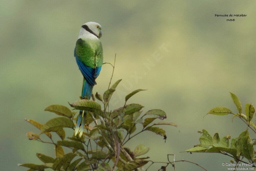 Blue-winged Parakeet