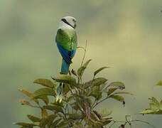 Blue-winged Parakeet