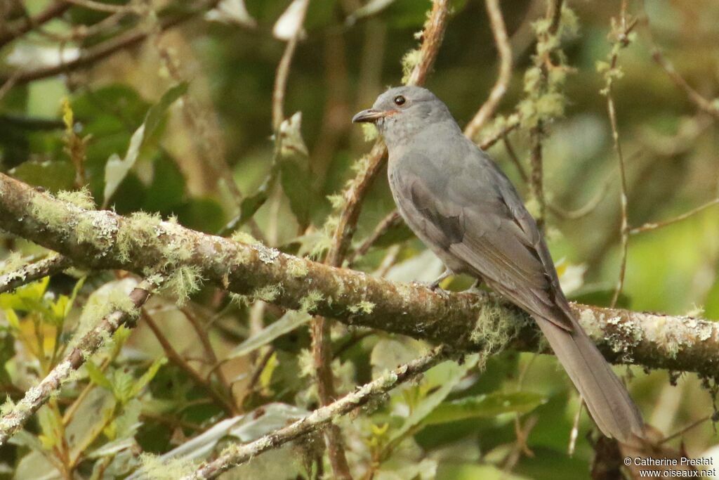 Dusky Piha