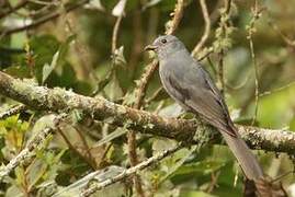 Dusky Piha