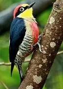 Yellow-fronted Woodpecker