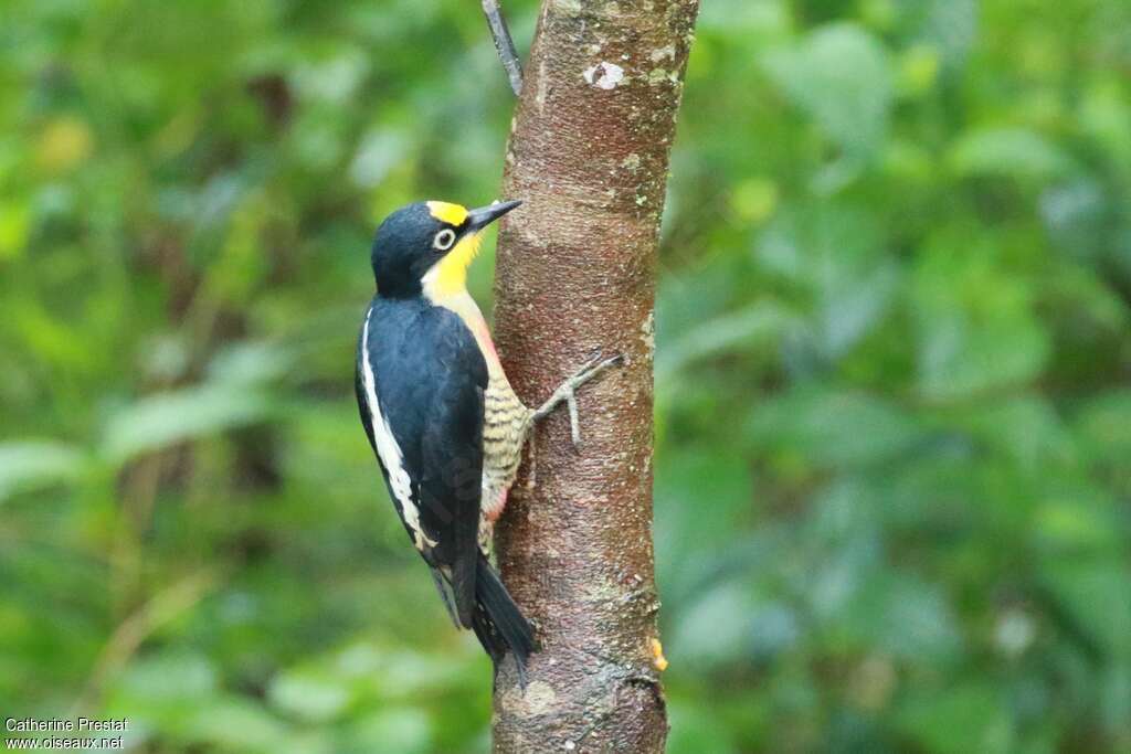 Pic à front jaune femelle adulte, identification