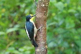 Yellow-fronted Woodpecker