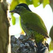 Streak-throated Woodpecker