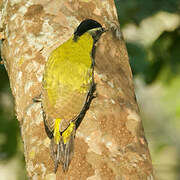 Streak-throated Woodpecker