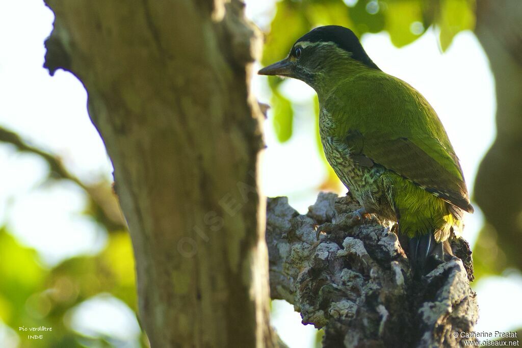 Streak-breasted Woodpecker