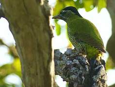 Streak-breasted Woodpecker