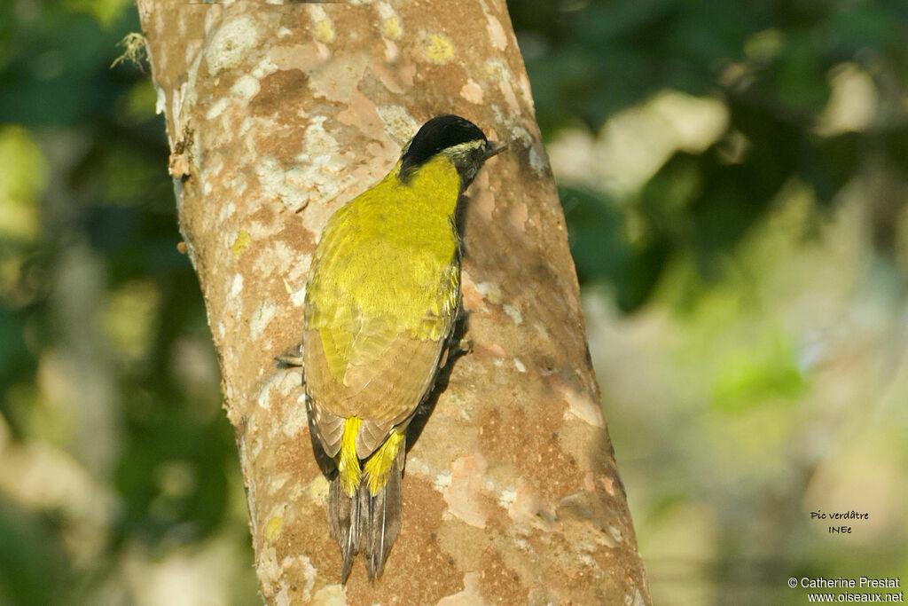 Streak-breasted Woodpecker