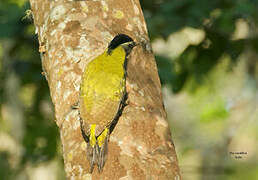 Streak-breasted Woodpecker