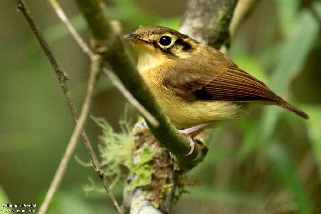 White-throated Spadebilladult, identification