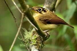 White-throated Spadebill