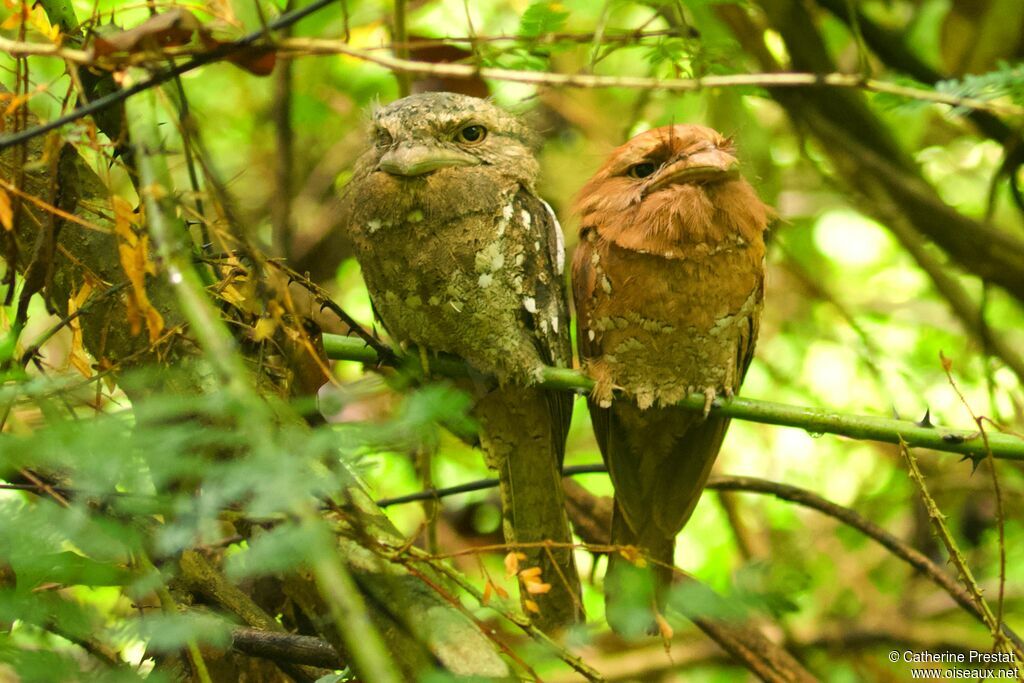 Sri Lanka Frogmouth