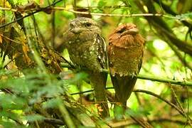 Sri Lanka Frogmouth