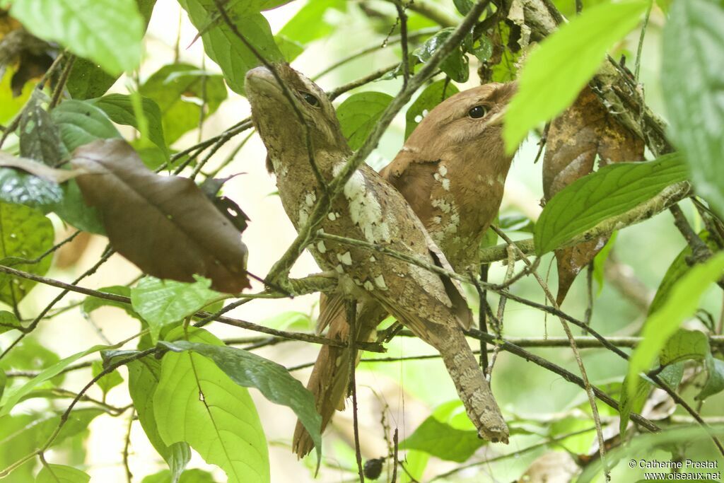 Sri Lanka Frogmouthadult