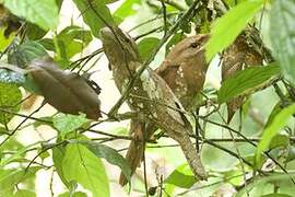 Sri Lanka Frogmouth