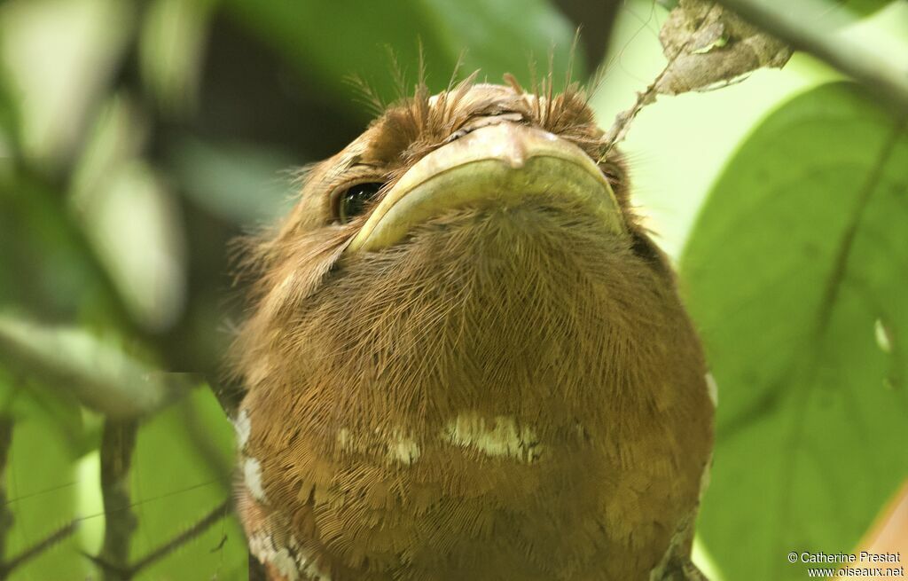 Sri Lanka Frogmouth