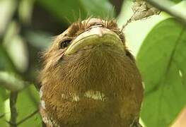 Sri Lanka Frogmouth