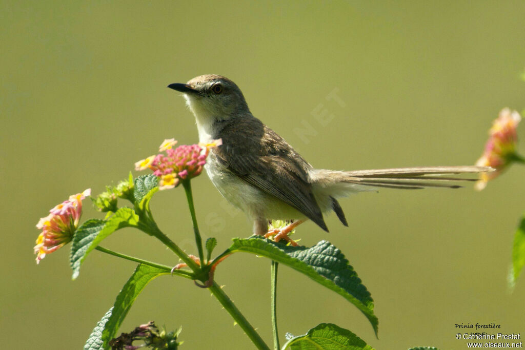 Prinia forestière