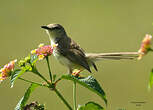 Prinia forestière