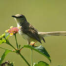 Prinia forestière