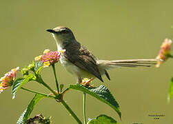 Prinia forestière