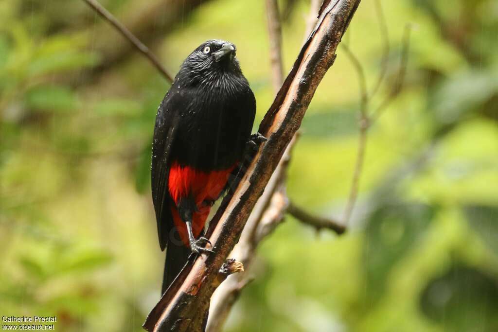 Quiscale à ventre rouge