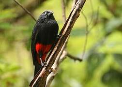 Red-bellied Grackle