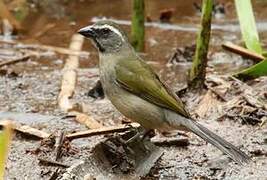 Green-winged Saltator