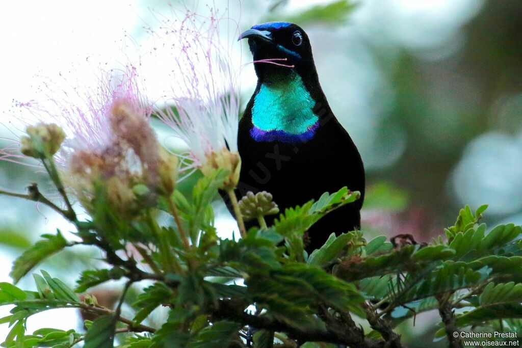 Green-throated Sunbird