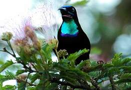 Green-throated Sunbird