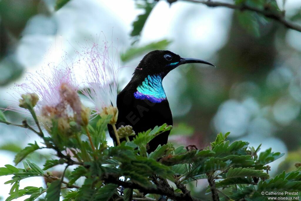 Green-throated Sunbird