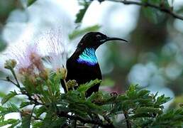 Green-throated Sunbird