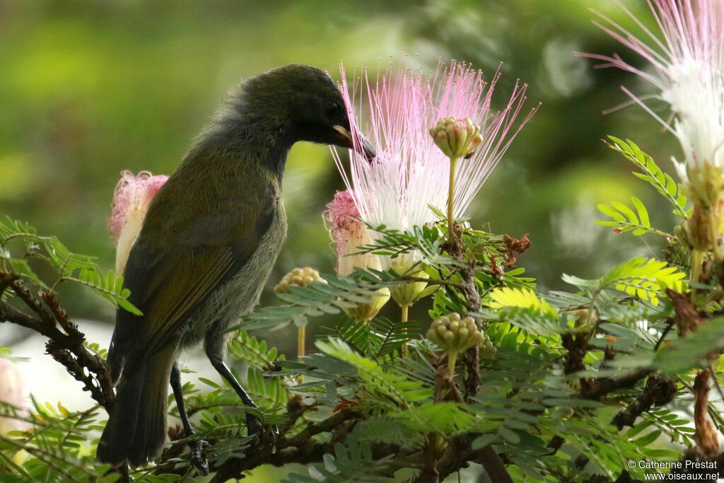 Green-throated Sunbird