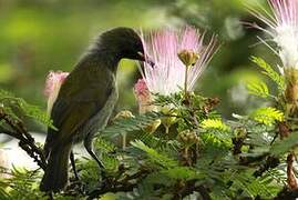 Green-throated Sunbird