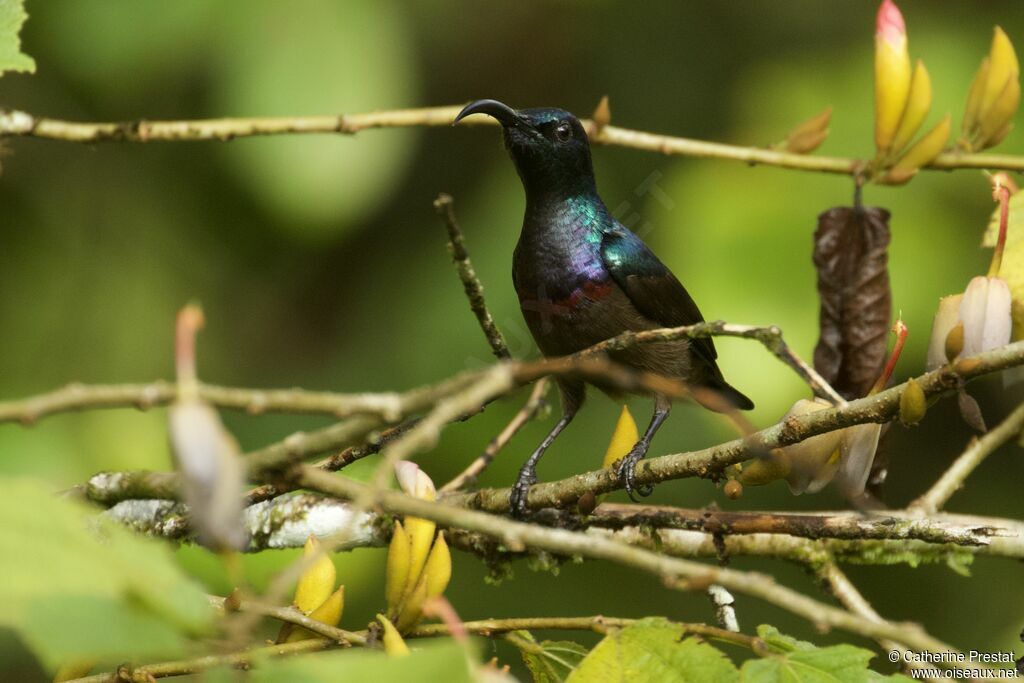 Loten's Sunbird male