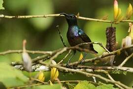 Loten's Sunbird