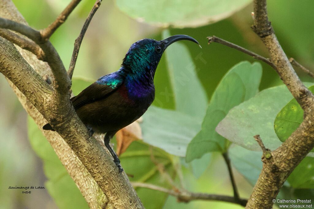 Loten's Sunbird male