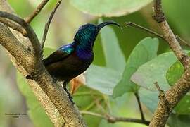 Loten's Sunbird