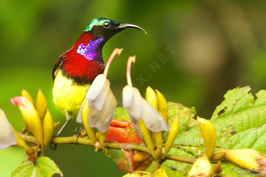 Crimson-backed Sunbird male