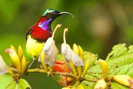 Crimson-backed Sunbird