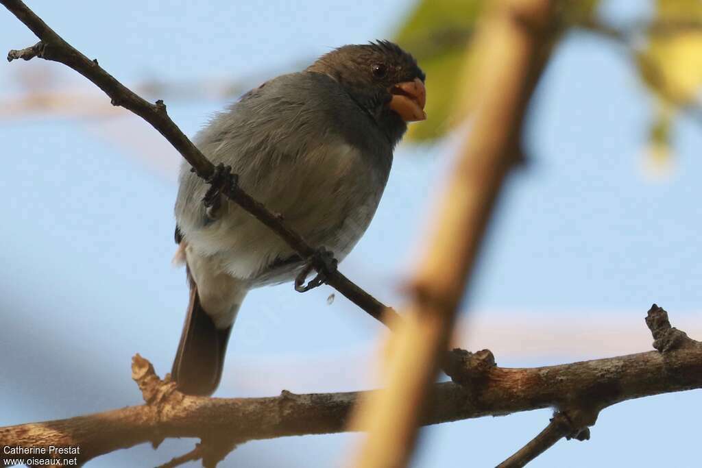 Papa-capim-cinza (Sporophila intermedia - Cabanis, 1851)