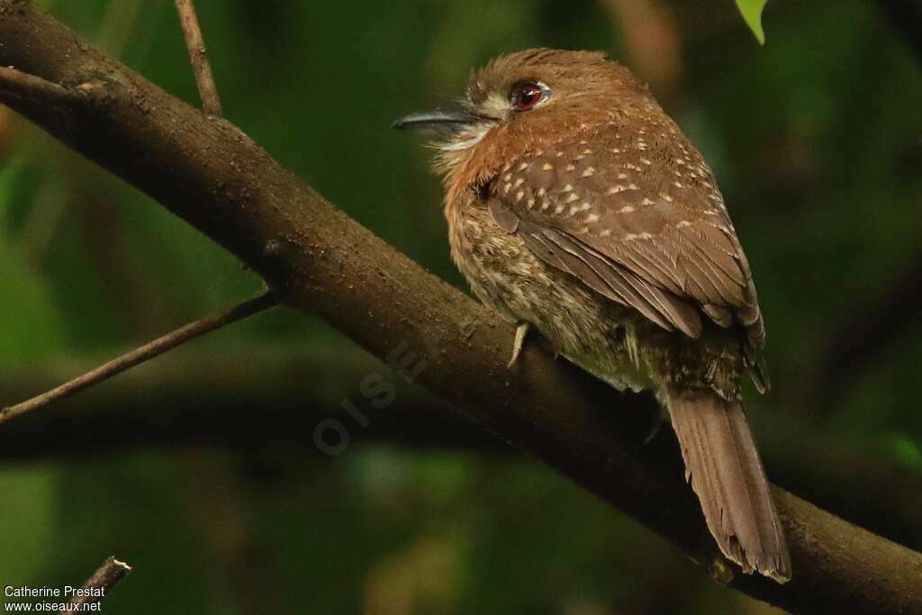 Moustached Puffbird, pigmentation