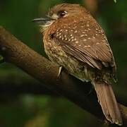 Moustached Puffbird